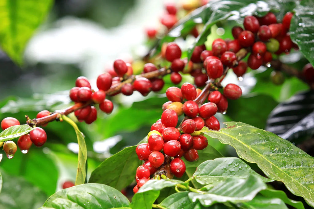 Van koffiebes tot kopje: zo ontstaat jouw specialty koffie